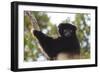 Milne-Edwards Sifaka (Propithecus Edwardsi), Ranomafana National Park, Madagascar Central Highlands-Matthew Williams-Ellis-Framed Photographic Print