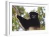 Milne-Edwards Sifaka (Propithecus Edwardsi), Ranomafana National Park, Madagascar Central Highlands-Matthew Williams-Ellis-Framed Photographic Print