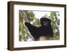 Milne-Edwards Sifaka (Propithecus Edwardsi), Ranomafana National Park, Madagascar Central Highlands-Matthew Williams-Ellis-Framed Photographic Print