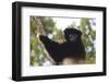 Milne-Edwards Sifaka (Propithecus Edwardsi), Ranomafana National Park, Madagascar Central Highlands-Matthew Williams-Ellis-Framed Photographic Print