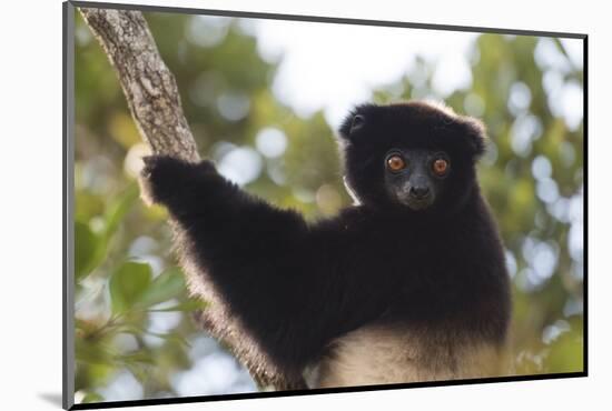 Milne-Edwards Sifaka (Propithecus Edwardsi), Ranomafana National Park, Madagascar Central Highlands-Matthew Williams-Ellis-Mounted Photographic Print
