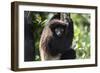 Milne-Edwards Sifaka (Propithecus Edwardsi), Ranomafana National Park, Madagascar Central Highlands-Matthew Williams-Ellis-Framed Photographic Print