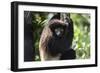 Milne-Edwards Sifaka (Propithecus Edwardsi), Ranomafana National Park, Madagascar Central Highlands-Matthew Williams-Ellis-Framed Photographic Print