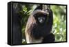 Milne-Edwards Sifaka (Propithecus Edwardsi), Ranomafana National Park, Madagascar Central Highlands-Matthew Williams-Ellis-Framed Stretched Canvas