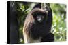 Milne-Edwards Sifaka (Propithecus Edwardsi), Ranomafana National Park, Madagascar Central Highlands-Matthew Williams-Ellis-Stretched Canvas