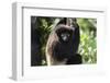 Milne-Edwards Sifaka (Propithecus Edwardsi), Ranomafana National Park, Madagascar Central Highlands-Matthew Williams-Ellis-Framed Photographic Print