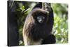 Milne-Edwards Sifaka (Propithecus Edwardsi), Ranomafana National Park, Madagascar Central Highlands-Matthew Williams-Ellis-Stretched Canvas