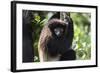 Milne-Edwards Sifaka (Propithecus Edwardsi), Ranomafana National Park, Madagascar Central Highlands-Matthew Williams-Ellis-Framed Photographic Print