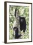 Milne-Edwards Sifaka (Propithecus Edwardsi), Ranomafana National Park, Madagascar Central Highlands-Matthew Williams-Ellis-Framed Photographic Print