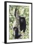 Milne-Edwards Sifaka (Propithecus Edwardsi), Ranomafana National Park, Madagascar Central Highlands-Matthew Williams-Ellis-Framed Photographic Print