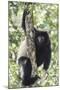 Milne-Edwards Sifaka (Propithecus Edwardsi), Ranomafana National Park, Madagascar Central Highlands-Matthew Williams-Ellis-Mounted Photographic Print