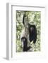 Milne-Edwards Sifaka (Propithecus Edwardsi), Ranomafana National Park, Madagascar Central Highlands-Matthew Williams-Ellis-Framed Photographic Print