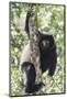 Milne-Edwards Sifaka (Propithecus Edwardsi), Ranomafana National Park, Madagascar Central Highlands-Matthew Williams-Ellis-Mounted Photographic Print