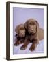 Milo and Choc-Rachael Hale-Framed Art Print