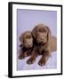 Milo and Choc-Rachael Hale-Framed Art Print