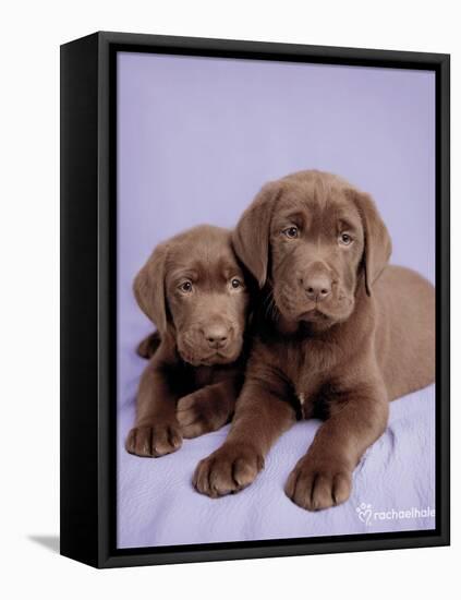 Milo and Choc-Rachael Hale-Framed Stretched Canvas