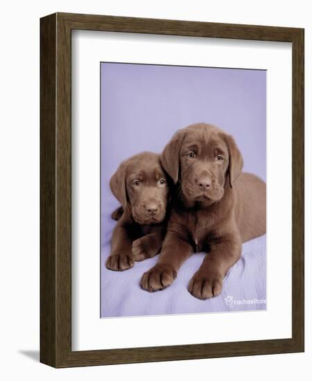 Milo and Choc-Rachael Hale-Framed Art Print