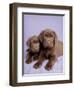 Milo and Choc-Rachael Hale-Framed Art Print