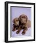 Milo and Choc-Rachael Hale-Framed Art Print