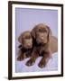 Milo and Choc-Rachael Hale-Framed Art Print