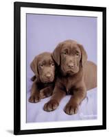 Milo and Choc-Rachael Hale-Framed Art Print