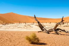 Dead Vlei Trees-milosk50-Photographic Print