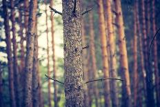 Pine Forest with Vintage Mood Effect-Milosz_G-Photographic Print