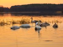Swan on Sunset Lake-Milosz_G-Framed Stretched Canvas
