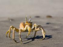 Ghost Crab, Atlantic Ocean Coast, Namibia, Africa-Milse Thorsten-Photographic Print