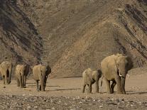 Herd of Desert-Dwelling Elephant, Namibia, Africa-Milse Thorsten-Photographic Print