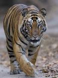 Indian Tiger, Bandhavgarh Tiger Reserve, Madhya Pradesh State, India-Milse Thorsten-Photographic Print