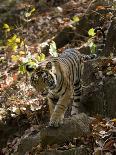 Indian Tiger, Bandhavgarh Tiger Reserve, Madhya Pradesh State, India-Milse Thorsten-Photographic Print