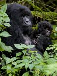 Mountain Gorilla Silverback, Kongo, Rwanda, Africa-Milse Thorsten-Photographic Print