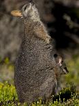 Tammar Wallaby, Kangaroo Island, South Australia, Australia, Pacific-Milse Thorsten-Framed Premium Photographic Print