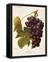 Milton Grape-J. Troncy-Framed Stretched Canvas