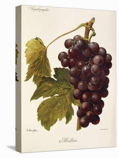 Milton Grape-J. Troncy-Stretched Canvas