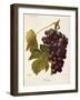 Milton Grape-J. Troncy-Framed Giclee Print