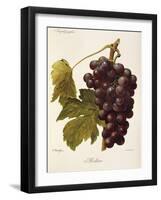 Milton Grape-J. Troncy-Framed Giclee Print