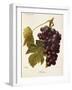 Milton Grape-J. Troncy-Framed Giclee Print