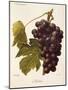 Milton Grape-J. Troncy-Mounted Giclee Print