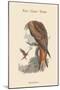 Milvus Regalis - Kite - Glead - Hobby-John Gould-Mounted Art Print