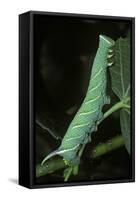 Mimas Tiliae (Lime Hawk Moth) - Caterpillar-Paul Starosta-Framed Stretched Canvas