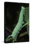Mimas Tiliae (Lime Hawk Moth) - Caterpillar-Paul Starosta-Stretched Canvas