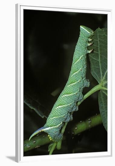 Mimas Tiliae (Lime Hawk Moth) - Caterpillar-Paul Starosta-Framed Premium Photographic Print
