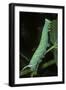 Mimas Tiliae (Lime Hawk Moth) - Caterpillar-Paul Starosta-Framed Photographic Print