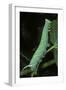 Mimas Tiliae (Lime Hawk Moth) - Caterpillar-Paul Starosta-Framed Photographic Print