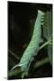 Mimas Tiliae (Lime Hawk Moth) - Caterpillar-Paul Starosta-Mounted Photographic Print