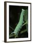 Mimas Tiliae (Lime Hawk Moth) - Caterpillar-Paul Starosta-Framed Photographic Print