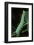 Mimas Tiliae (Lime Hawk Moth) - Caterpillar-Paul Starosta-Framed Photographic Print