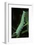 Mimas Tiliae (Lime Hawk Moth) - Caterpillar-Paul Starosta-Framed Photographic Print